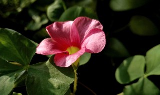 矮牵牛怎么留种子 矮牵牛的种子该怎么播种