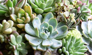 佛珠多肉怎么浇水方法 佛珠多肉怎么浇水方法图片