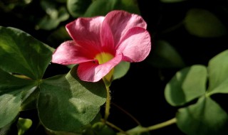 酢浆草开花后怎么修剪（酢浆草开花后怎么修剪）