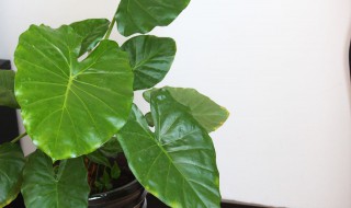 滴水观音怎么种植 滴水观音如何种植