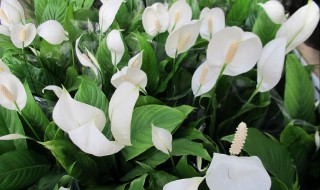 一帆风顺花怎么剪枝（一帆风顺花剪枝可以不）