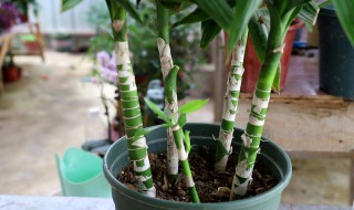 转运竹子怎么养才能更旺盛 转运竹子怎么养才能更旺盛一些