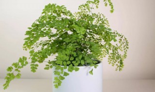 铁线蕨怎么养才长得好(铁线蕨怎么养才长得好呢)