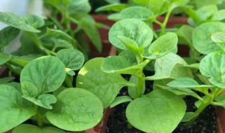 木耳菜怎么留种子（木耳菜留种子几天成熟）