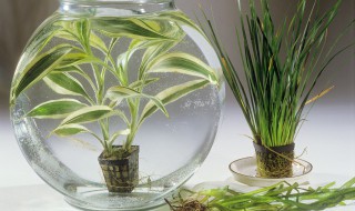 夏兰怎么养长的好（夏兰怎么养长的好看）