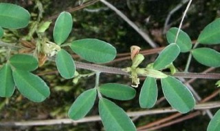 铁马鞭怎么养生根快（铁马鞭如何养枝）