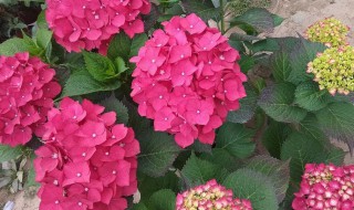 九转梅怎么养长的好 九转梅的养护管理