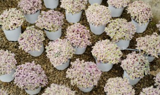 胭脂云怎么养出状态 胭脂云可以水养吗