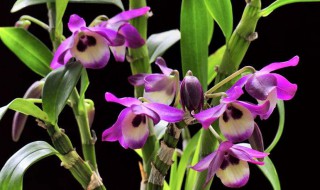 如何养护石斛兰才能长满新芽（如何养护石斛兰才能长满新芽子）