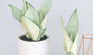 白玉虎皮兰怎么养护才越来越白 白玉虎皮兰养的越来越白的方法