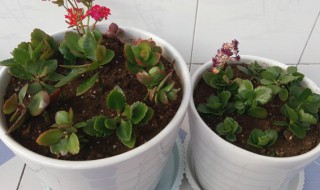 扦插长寿花需要如何养护 扦插长寿花需要如何养护和浇水