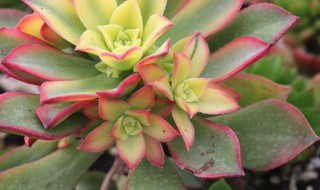 艳日辉怎么养出状态（艳日辉的养殖方法和注意事项）