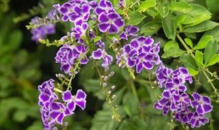 蕾丝金露花怎么养开花 蕾丝金露花开花后怎么修剪