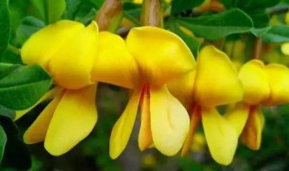 金雀花怎么养长的好 金雀花的养植方法