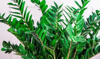 摇钱树怎么养护比较好（摇钱树怎么养护最好）