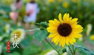 刚买的向日葵怎么养护 刚买的向日葵怎么养护好