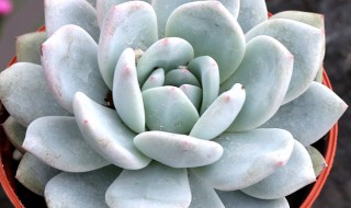 多肉雪莲夏天怎么养护（多肉雪莲夏天怎么养护好）