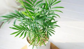袖珍椰子树怎么养护才旺盛 袖珍椰子怎么养才能更旺盛