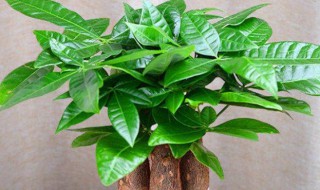 八方来财怎么养殖方法（八方来财怎么种植）