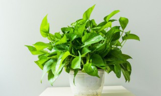 绿萝柱怎么浇水方法（柱形绿萝怎么浇水）