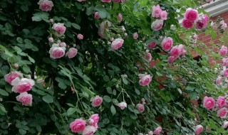 欧月怎么修剪方法（欧月如何剪枝）