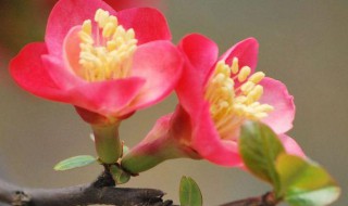 夫妻花怎么养殖开花多（夫妻花的养殖方法）