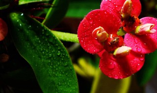 骨刺花怎么养殖最耐活 家里养骨刺花好吗