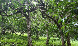 茶树怎么养才长得好 茶树怎么生长