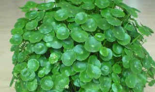 金钱草怎么水养 金钱草怎么水养得好