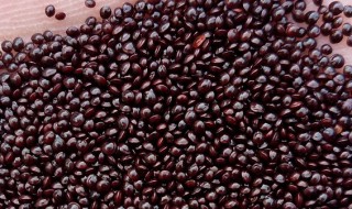 苋菜的种子怎么吃法 苋菜种子可以吃吗