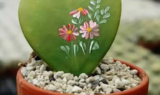 一片心怎么养长的好（一片心会长大吗）