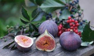 无花果树怎么浇水方法（无花果树苗怎么浇水）