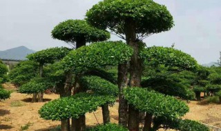 对节白蜡怎么养粗（对节白蜡如何种养）