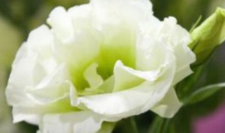 洋桔梗怎么醒花（刚买回来的洋桔梗怎么醒花）