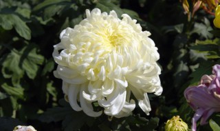 菊花怎么缓苗（菊花缓苗需要什么环境）