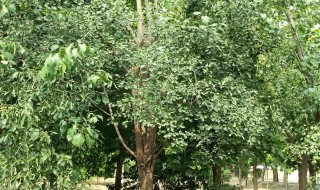 丝棉木怎么修剪方法（丝棉木树修剪方法）