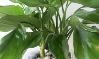 大叶万年青怎么分盆容易成活（大叶万年青怎么繁殖）