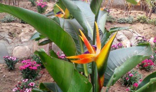 鹤望兰怎么修剪方法 鹤望兰修剪方法和注意事项