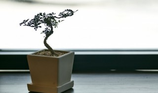 地柏盆景怎么修剪好看 地柏盆景怎么修剪好看视频