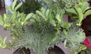 麒麟花怎么配（麒麟花能配麒麟花吗）