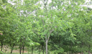 榉树怎么修剪方法 榉树怎样修剪