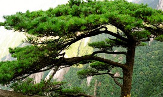 青松生长速度快不快（青松适合生长在哪里）