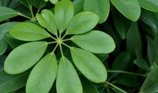 鹅掌藤怎么剪枝 鹅掌藤怎么剪枝最好