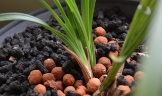 蕙兰怎么配土 蕙兰怎么配土最好