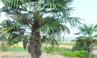 棕树皮怎么剥 怎么剥棕树皮