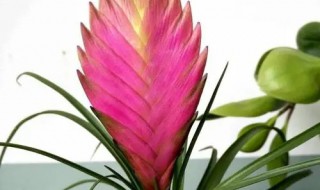 铁扇公主花怎么养护方法（铁扇公主的花怎么养护）