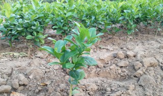 佛手种子怎么种植方法（佛手掌种子怎么种植）