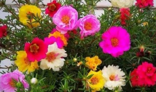 太阳花冒新芽后怎么养护开花爆盆 怎么养护太阳花