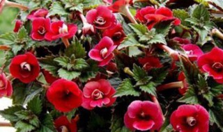 套筒花怎么繁殖方法和注意事项 套筒花怎么繁殖方法和注意事项是什么