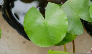 睡莲怎么修剪方法 睡莲的茎可以剪吗